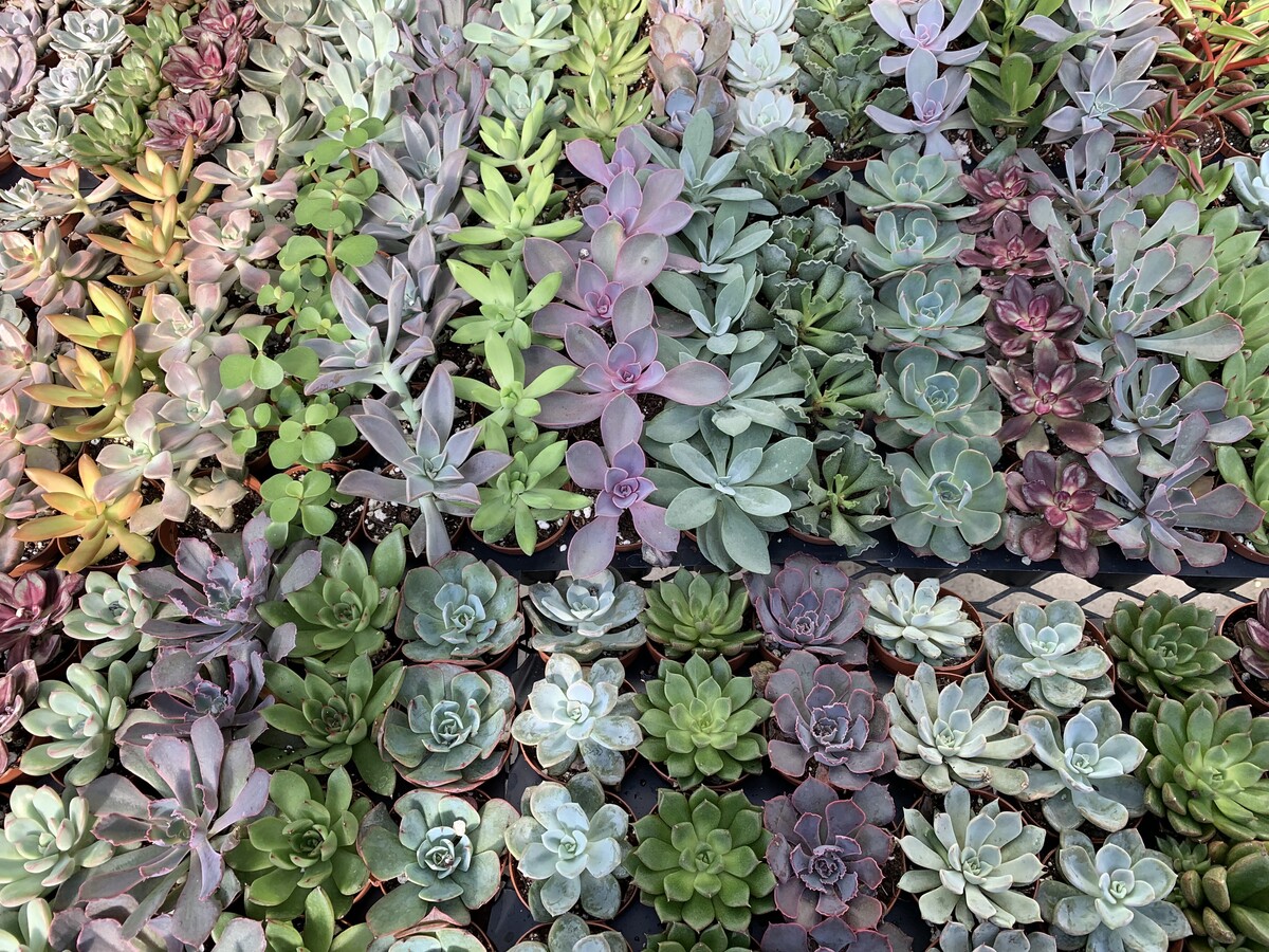 Succulents